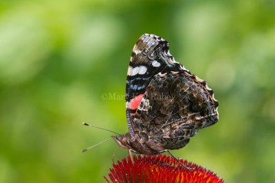 Red Admiral _MG_0907.jpg