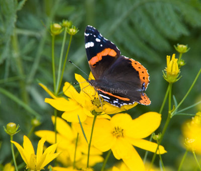 Red Admiral _S9S9063.jpg