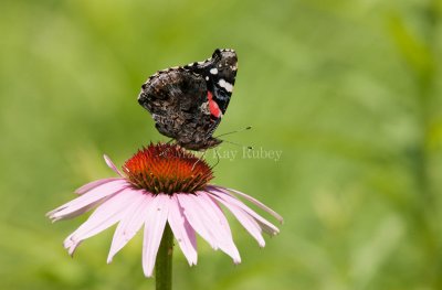 Red Admiral _I9I7810.jpg