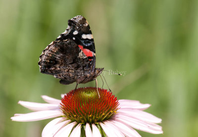 Red Admiral _I9I7822.jpg