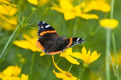 Red Admiral _S9S9072.jpg