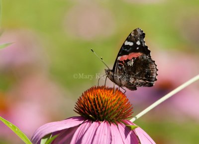 Red Admiral _I9I8034.jpg