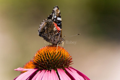 Red Admiral _H9G3426.jpg