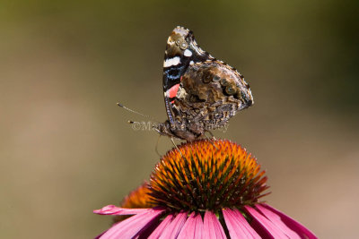 Red Admiral _H9G3435.jpg