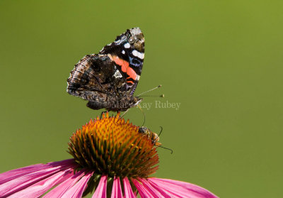 Red Admiral _H9G3510.jpg