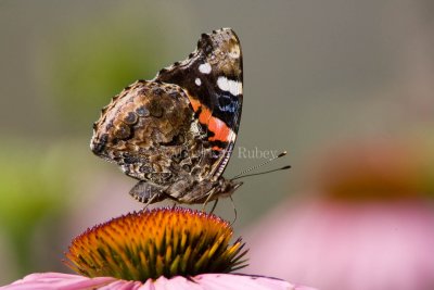 Red Admiral _H9G3699.jpg