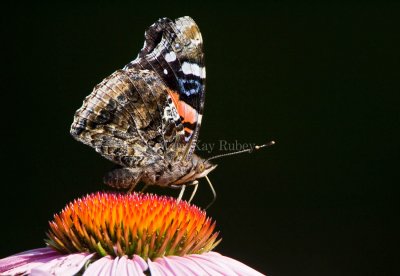 Red Admiral _H9G3839.jpg