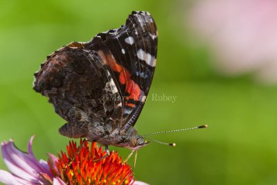 Red Admiral _MG_8555.jpg