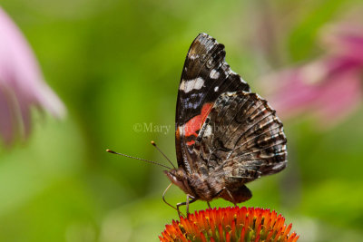 Red Admiral _MG_8697.jpg