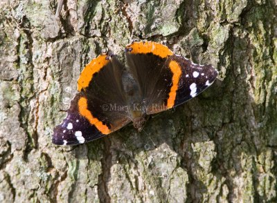 Red Admiral _S9S7369.jpg