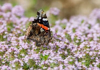 Red Admiral _S9S7693.jpg