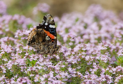 Red Admiral _S9S7697.jpg