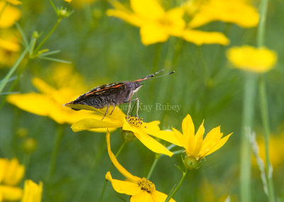 Red Admiral _S9S9066.jpg