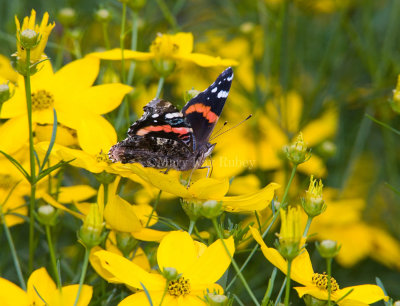 Red Admiral _S9S9114.jpg