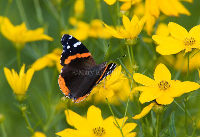Red Admiral _S9S9139.jpg