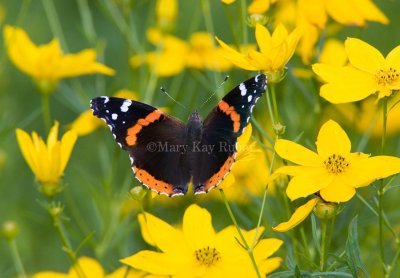 Red Admiral _S9S9140.jpg
