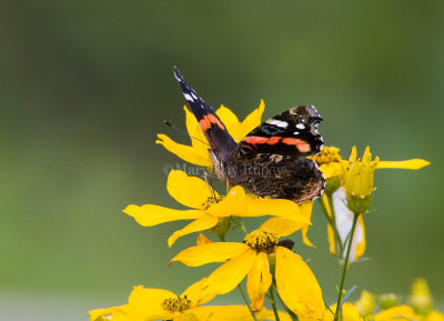 Red Admiral _S9S9189.jpg