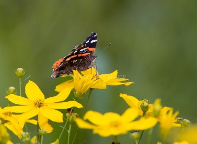 Red Admiral _S9S9194.jpg