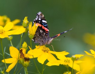 Red Admiral _S9S9197.jpg