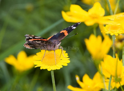 Red Admiral _S9S9205.jpg