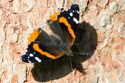 Red Admiral _S9S9327.jpg