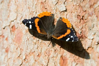 Red Admiral _S9S9349.jpg
