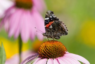 _ Red Admiral _MG_8545.jpg