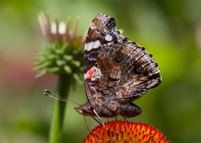 _Red Admiral _MG_8724.jpg