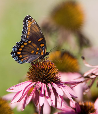 Red-spotted Purple  _MG_7412.jpg