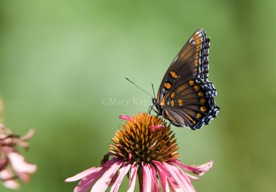 Red-spotted Purple  _MG_7462.jpg