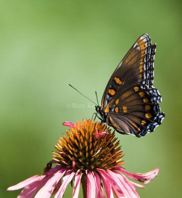 RED-SPOTTED PURPLE (Limentis arthemis astyanax) & White Admiral (Limenitis arthemis arthemis)