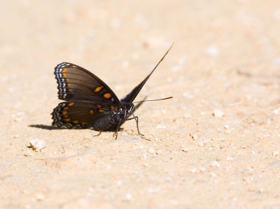 Red-spotted Purple  _MG_9653.jpg