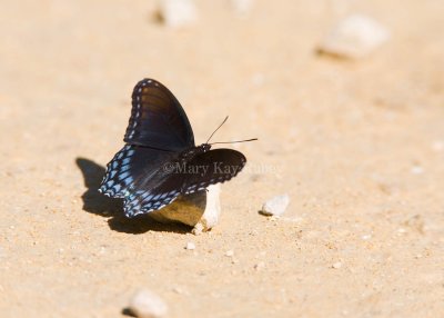 Red-spotted Purple  _MG_9658.jpg