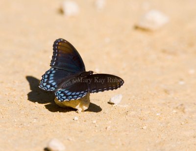 Red-spotted Purple  _MG_9664.jpg