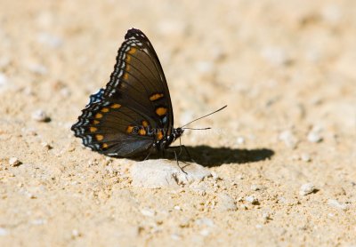 Red-spotted Purple  _S9S6839.jpg