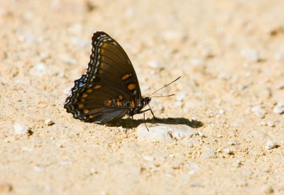 Red-spotted Purple  _S9S6844.jpg