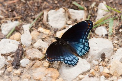 Red-spotted Purple _11R0535.jpg