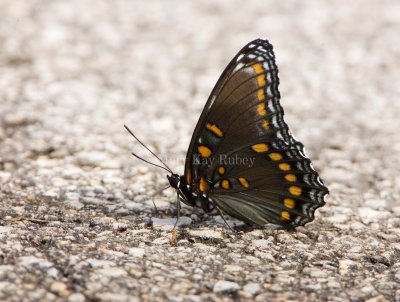 Red-spotted Purple _H9G5291.jpg