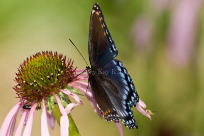 Red-spotted Purple _I9I3905.jpg