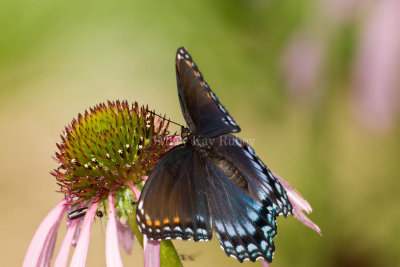 Red-spotted Purple _I9I3906.jpg