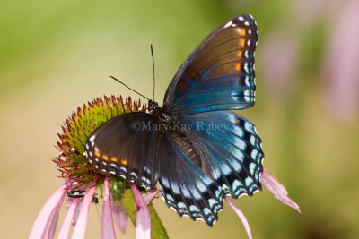 Red-spotted Purple _I9I3910.jpg