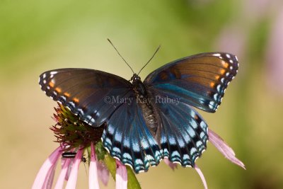 Red-spotted Purple _I9I3913.jpg