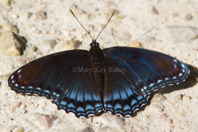 Red-spotted Purple _MG_9816.jpg