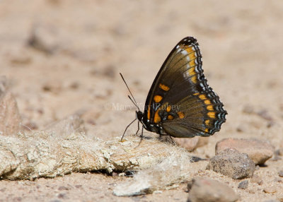 Red-spotted Purple-White Admiral hybrid _S9S8148.jpg