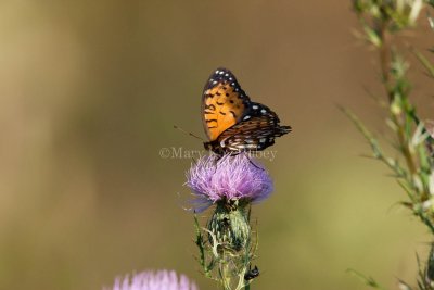 Regal Fritillary _I9I0288.jpg