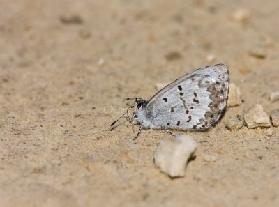 Spring Azure _11R2999.jpg