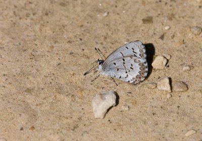 Spring Azure _11R2970.jpg