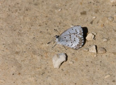 Spring Azure _11R2973.jpg