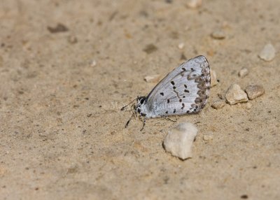 Spring Azure _11R2977.jpg