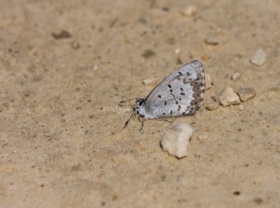 Spring Azure _11R2978.jpg